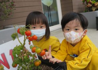 太陽、空氣和水分，加上我們的愛心，小小幼苗長大了，結出紅紅小番茄。 We can grow great tomatos!