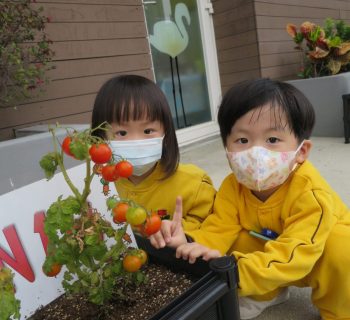 太陽、空氣和水分，加上我們的愛心，小小幼苗長大了，結出紅紅小番茄。 We can grow great tomatos!